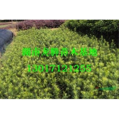 供应湖南造型罗汉松 湖南造型榆树 湖南造型白蜡 造型红花继木