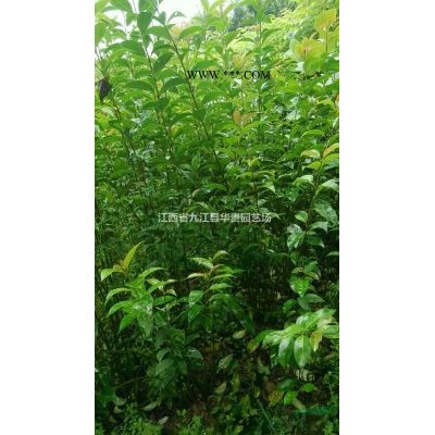 枫香小苗，米经2/3公分枫香，彩叶造林枫香苗