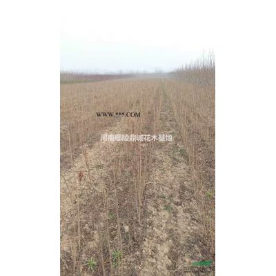 10公分的白蜡图片苗圃现货，批发价，大量低价出售/白蜡报价