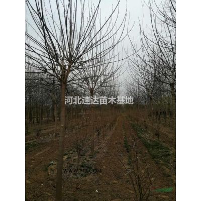 白蜡树苗，精品老白蜡，白蜡大苗圃