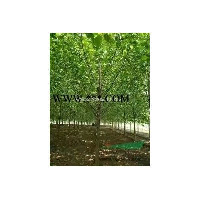 2021二十公分白蜡价格 基地直销 价格有优惠