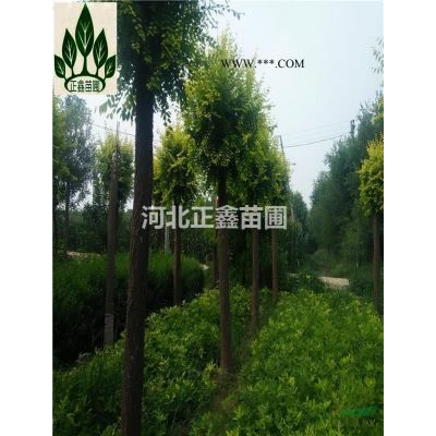 丛生白蜡苗 丛生白蜡分枝多 枝条匀称