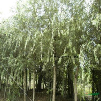 榔榆树.芦荟等3000品种大量低价供应