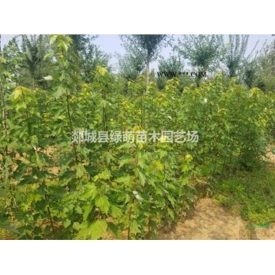 大量出售6-10公分龙爪槐图2