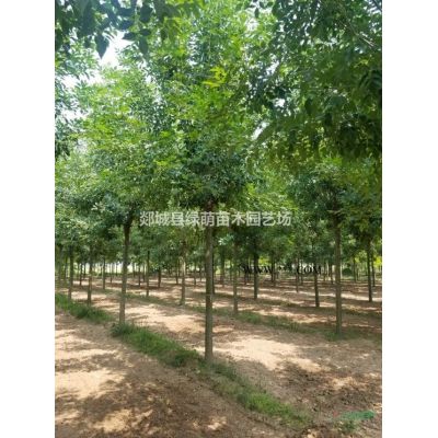 大量出售6-10公分龙爪槐图3