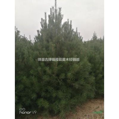 1米白皮松价格_目前1米白皮松价格批发