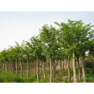 龙爪槐价格信息