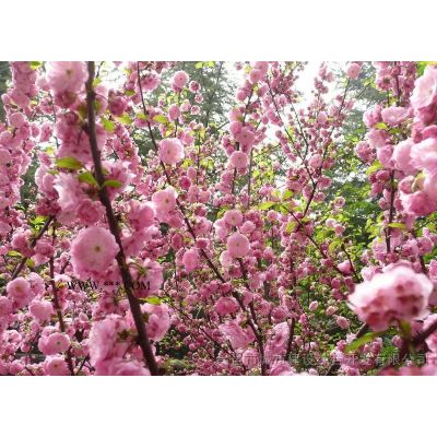山东昌邑供应3-4m白皮松