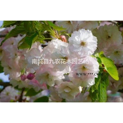 正宗中国红樱花樱花苗庭院绿化日本樱花苗樱花树苗晚樱嫁接苗