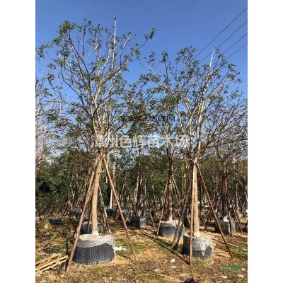 秋枫 福建秋枫 基地直供 重阳木