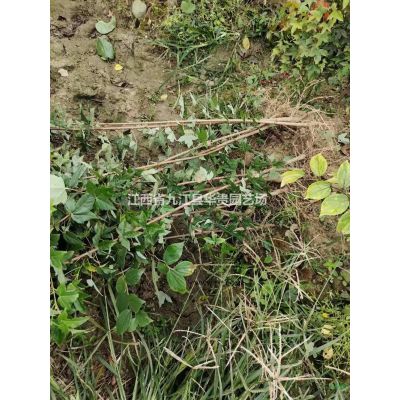 优质合欢小苗，批发1-3公分合欢小苗，一年合欢基地