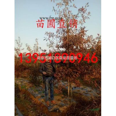 14公分乌桕