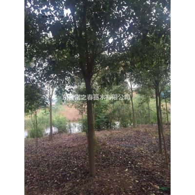 江苏合欢基地 东台合欢产地直销 精品合欢