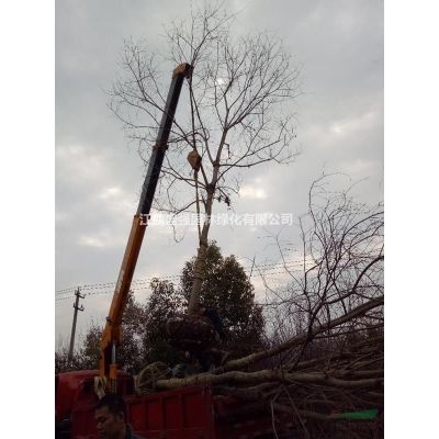 合欢小苗，一年生合欢价格