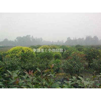出售6-7公分的金合欢.金合欢批发价格.金合欢种植基地