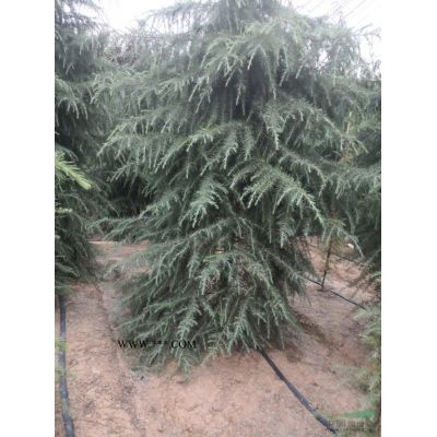 白蜡价格5一20公分老白蜡基地/白蜡图片/白蜡行情