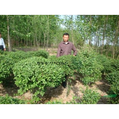 河南苗木价格：移栽二年香樟,移栽枫香,移栽骨架香樟,云杉