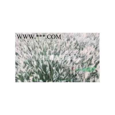 供应白蜡_白腊_速生白蜡苗木