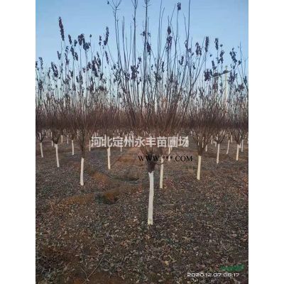 速生白蜡、精品白蜡 、大规格白蜡、自家一手货源大量出售