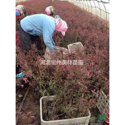 河北省定州市明远苗圃场速生白蜡基地图3