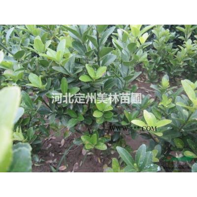 河北省定州市明远苗圃场速生白蜡基地图2