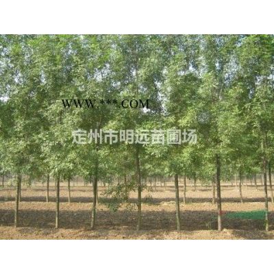 河北省定州市明远苗圃场速生白蜡基地图1