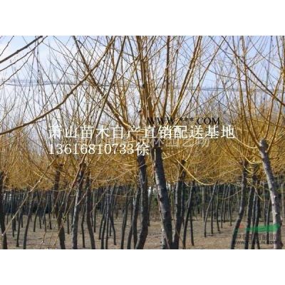 萧山苗木供应链服务商：木绣球/海滨木槿/花石榴/龙爪槐黄金槐