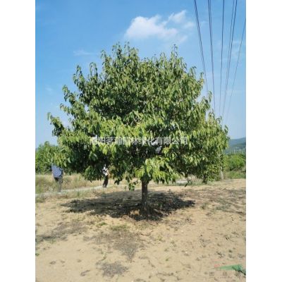 供应5米精品白皮松