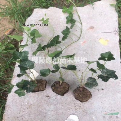 低价处理50高度左右白皮松一万多棵