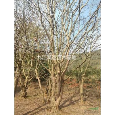 江西供应高杆樱花规格* 基地直供 成活率高