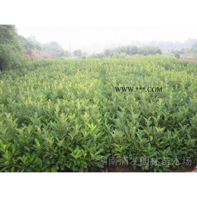 多杆朴树，丛生朴树，移栽全冠朴树，云南滇朴