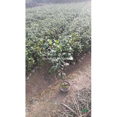 大量精品大樱花 地径8至15公分 自产自销 农户价