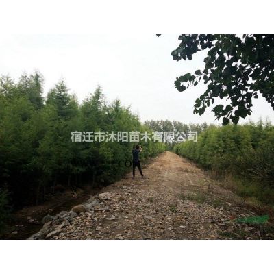 乌桕价格_乌桕图片_乌桕产地_乌桕绿化苗木苗圃基地