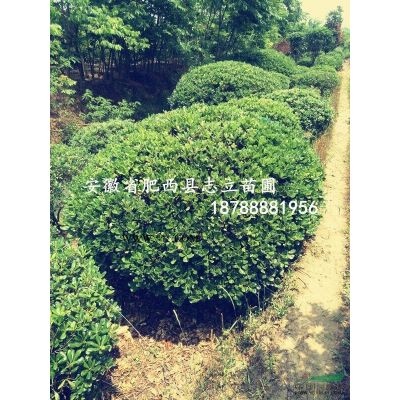 安徽大从生合欢精品苗