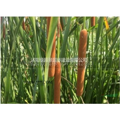 沭阳绿园景园林苗圃基地供应/绒花树/合欢/图片/产地直销批发