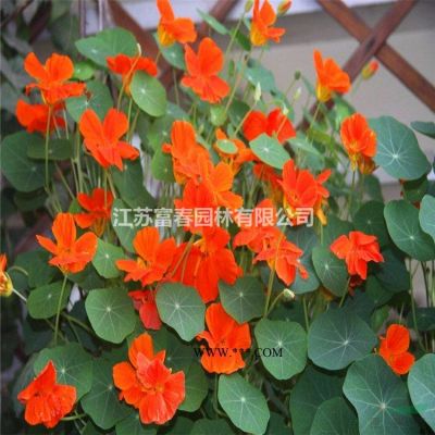 银叶金合欢花境植物加仑盆苗杯苗 袋苗 大桶苗 产地直销