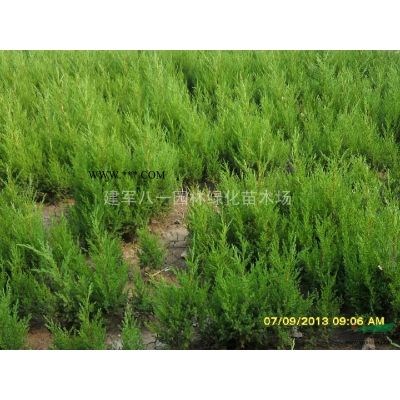 江苏重阳木价格 优质特价重阳木农户直销 江苏重阳木哪里好/哪家便宜