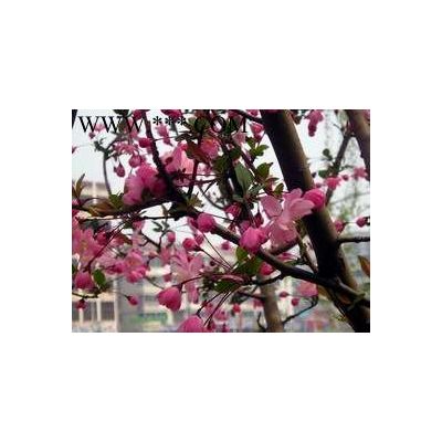 重阳木 嵊州重阳木