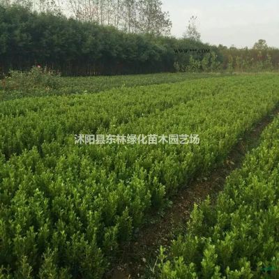 供应大叶女贞、合欢、法桐、重阳木、黄连木、香樟、樱花、红枫