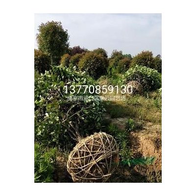 合欢价格，合欢直销