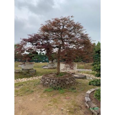 乌桕#弯杆#斜飘