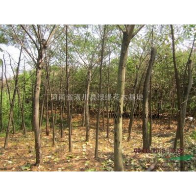 合欢产地，10公分合欢价格，合欢的绿化效果图片，河南合欢基地