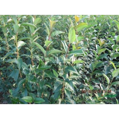 4公分重阳木产地、4公分重阳木价格、河南4公分重阳木种植基地