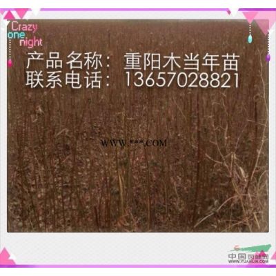 乌桕小苗,乌桕小苗批发,