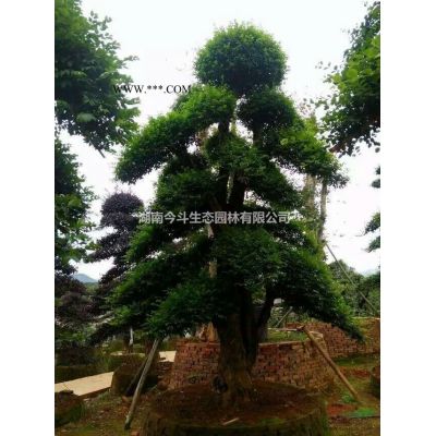 湖南造型白蜡哪里好/哪家便宜