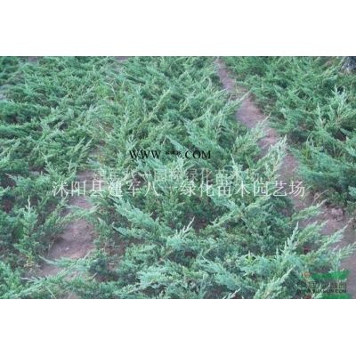 优质特价江苏金叶白蜡 金叶白蜡批发 金叶白腊产地直销