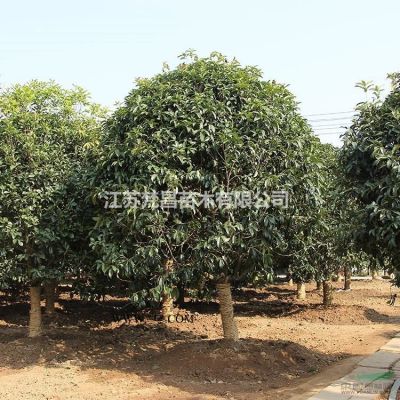 美国地锦价格_美国地锦产地_美国地锦绿化苗木苗圃基地