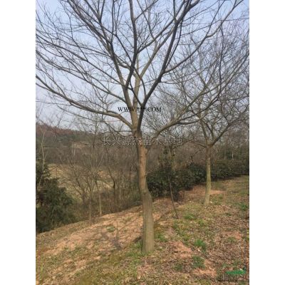 精品枫香供应/精品枫香图片