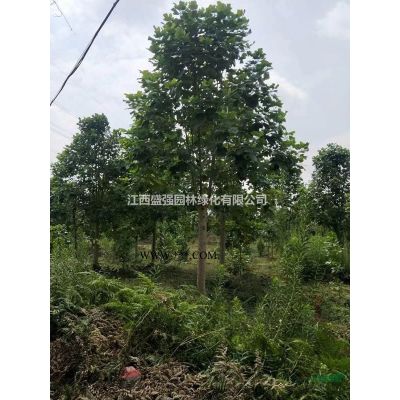 15-18截杆发冒枫香