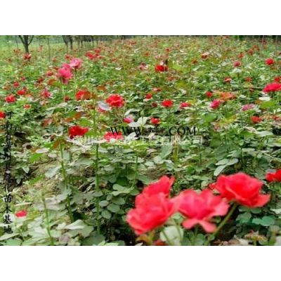 白蜡价格，4-40公分粗白蜡价格，对节白蜡价格，河南白蜡价格